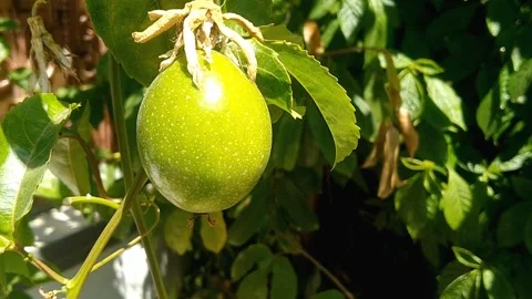 Fresh Passion Fruit Passiflora Edulis Growing on Vine Tree Stock Footage 339143185