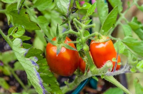 Fresh paste tomatoes in the garden 스톡 사진