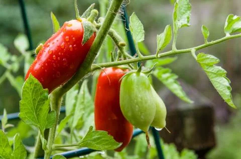 Fresh paste tomatoes in the garden Stock Photos