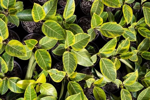 Fresh Pattern  Stock Photos