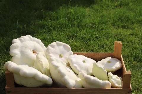 Fresh patty pan squashes Stock Photos