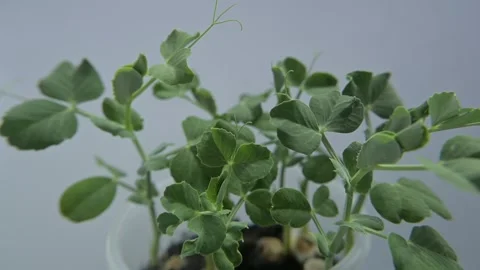 Fresh pea microgreen sprouts Stock Footage 188210893