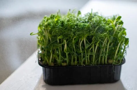 Fresh pea microgreens in a black container being misted with water. Vibrant gree Stock Photos