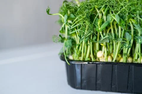 Fresh pea microgreens in a black container on a light background. Vibrant gre Stock Photos