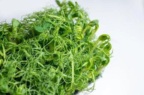 Fresh pea microgreens with dewdrops on delicate tendrils, placed on a light b Stock Photos