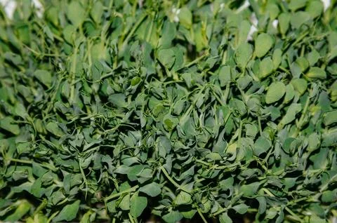 Fresh pea microgreens in a plastic container. Growing healthy greens at home Stock Photos