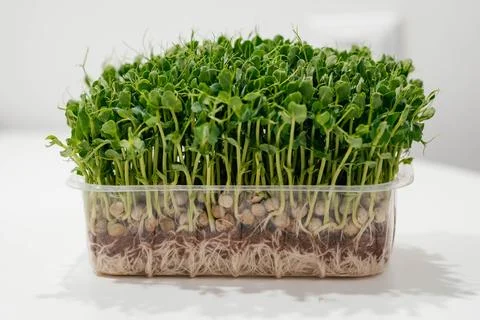 Fresh pea microgreens in a plastic container. Growing healthy greens at home Stock Photos