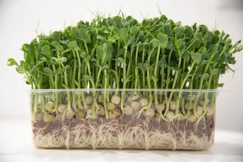 Fresh pea microgreens in a plastic container. Growing healthy greens at home Stock Photos
