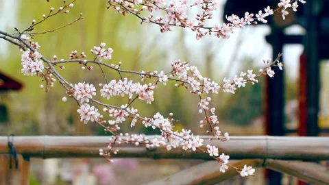 Fresh peach blossoms bloom Stock Footage 256968832