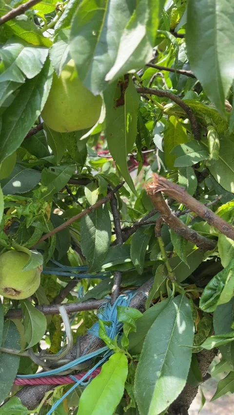 Fresh Peach Stock Footage 308358355