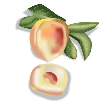 Fresh Peach Fruit Vector Illustration Stock Illustration