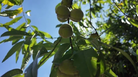Fresh peaches Fruit Growing on Tree Branches Against Blue Summer Sky Video stock 345039636