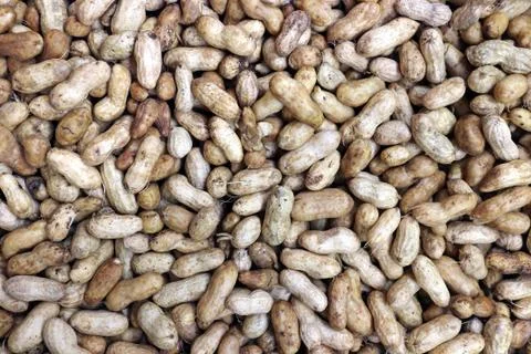 Fresh peanut Stock Photos