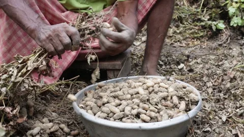 Fresh peanuts Vídeo Stock 344248348