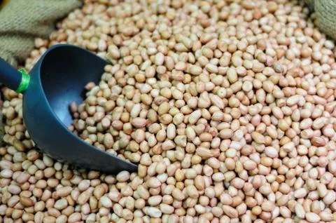 Fresh Peanuts Stock Photos