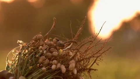 Fresh peanuts plants with roots. Stock Footage 131726199