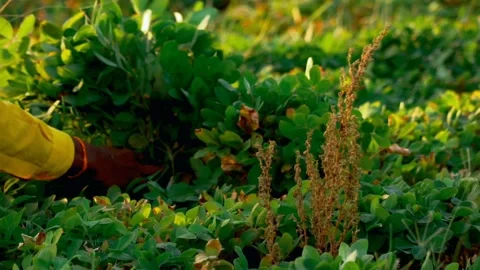 Fresh peanuts plants with roots. Stock Footage 131726213