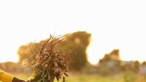 Fresh peanuts plants with roots. Stock Footage 131726374