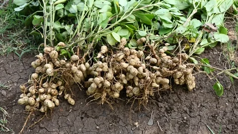Fresh peanuts plants with roots. Freshly harvested peanuts from the farm, s.. Stock Footage 336793208