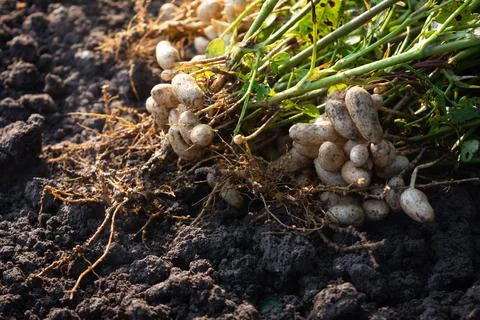 Fresh peanuts plants with roots Stock Photos