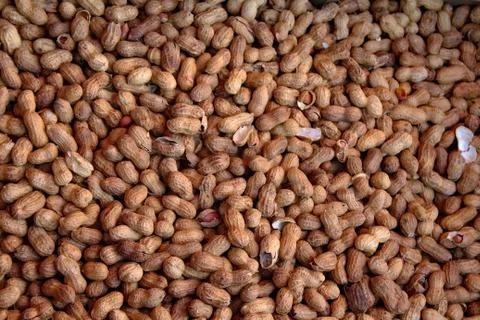Fresh Peanuts in Shells Stockfoto's