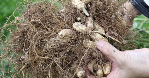 Fresh Peanuts stems with roots plucked from the soil. Stock Footage 138980554