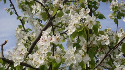Fresh Pear Blossoms Opening in Spring Sunlight Stock Footage 332205888