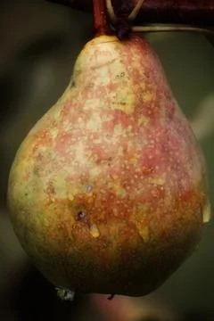 Fresh Pear with Dew Foto stock