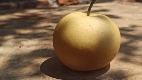 Fresh Pear Fruit Stock Footage 255041805