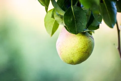 Fresh pear fruit on the tree Stock Photos