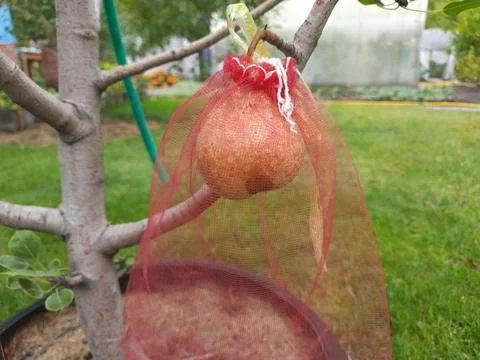 The fresh pear in a protective bag Stock Photos