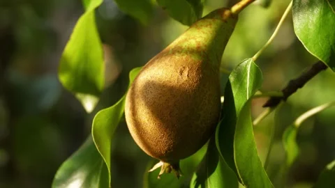 Fresh pear ripe on tree branches in dappled light Video stock 316818751
