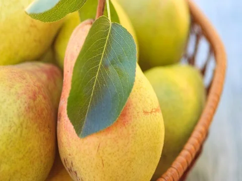 Fresh pears 库存影片 71553566