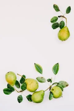 Fresh pears with leaves. Stock Photos