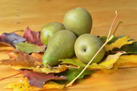 Fresh pears Stock Photos