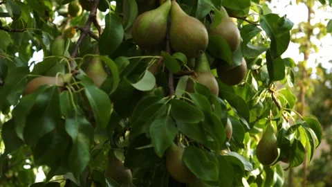 Fresh pears ripe on tree branches orchard Stock Footage 316818432