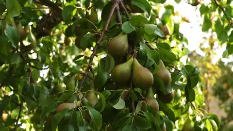 Fresh pears ripe on tree branches orchard Stock Footage 317992590