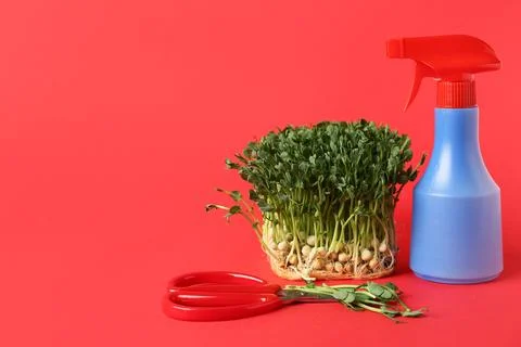 Fresh peas micro green with scissors and water spray on red background Stock Photos