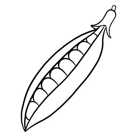 Fresh peas. Vegetable ingredient for the kitchen. Line style. Stock Illustration