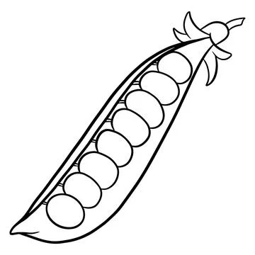 Fresh peas. Vegetable ingredient for the kitchen. Line style. Stock Illustration