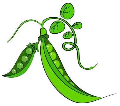 Fresh peas on a white background. Vector illustration Stock Illustration