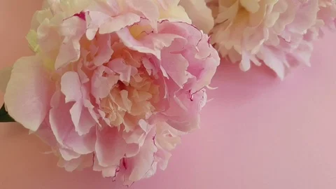 Fresh peony on a pink background Stock Footage 109340794