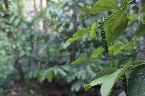 Fresh Pepper Stock Photos