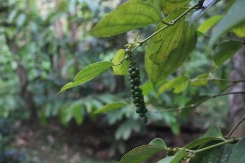 Fresh peppercorns Stock Photos