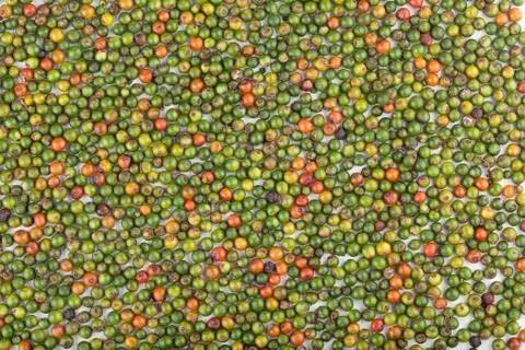 Fresh peppercorns01 Stock Photos