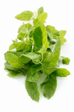 Fresh peppermint Stock Photos