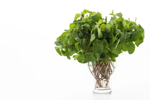 Fresh peppermint on white background Stock Photos