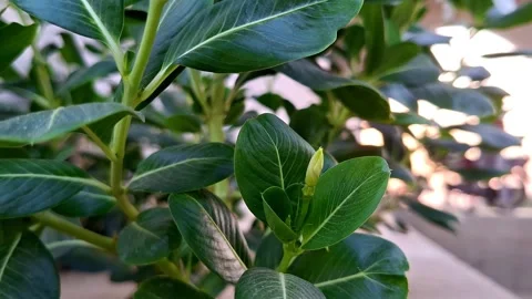 Fresh Periwinkle Leaves Surrounding Single Bud Vídeo Stock 337859409