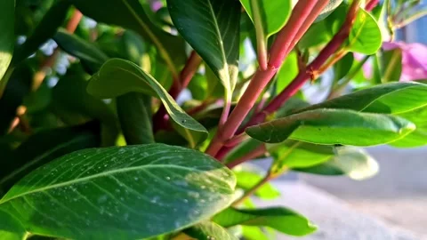 Fresh Periwinkle Plant With Reddish Stems Stock Footage 339114955