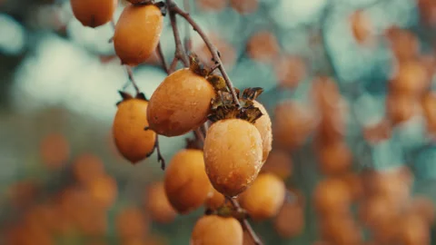 Fresh persimmons hanging on tree branch with water droplets Stock Footage 332121930